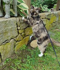 a cat standing on its hind legs holding onto a leash