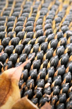 a close up view of the seeds on a plant