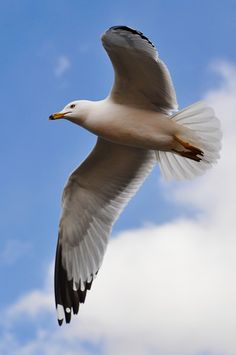 a seagull flying in the sky with its wings spread