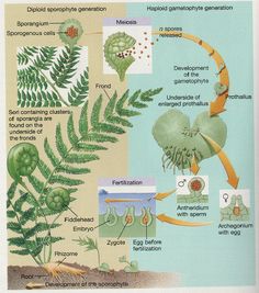 the life cycle of a fern plant with pictures and information about it's growth