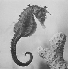 two seahorses are in the air with their tails curled up and one is upside down