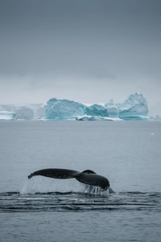 a humpback dives into the water near icebergs in the background