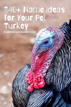 a close up of a turkey with text overlay that reads, 40 + name ideas for your pet turkey