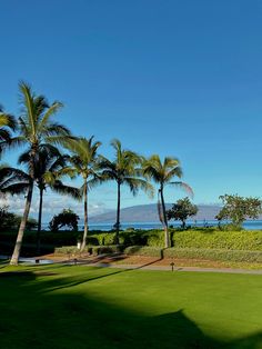 palm trees and the ocean in the background on a sunny day with blue skies above