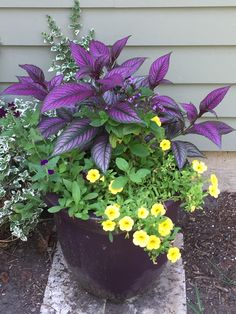 purple planter with yellow flowers in front of a house