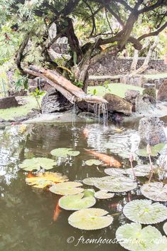 a pond filled with lots of water lilies next to a tree and some rocks