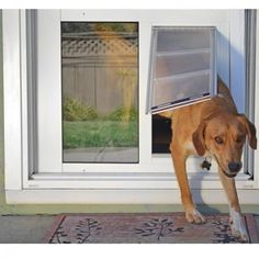 a brown dog standing in front of a door with its head sticking out the window