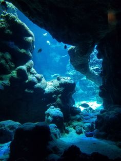 an underwater cave with rocks and fish in the water, looking out into the ocean