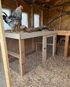 a chicken is standing on top of a wooden structure in the coop with other chickens