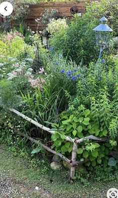 a garden filled with lots of different types of plants