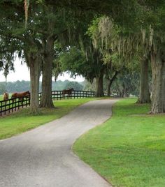 the road is lined with trees and horses grazing in the pasture behind it are two fences