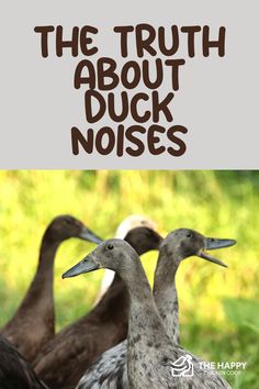 Are Ducks Noisy? | The Happy Chicken Coop Khaki Campbell Ducks, Teal Duck, Raising Quail, Buff Orpington