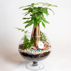 a plant in a glass vase filled with rocks and plants