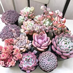 there are many succulents that are on the table