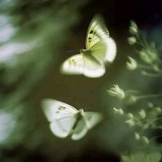 two white butterflies are flying in the air