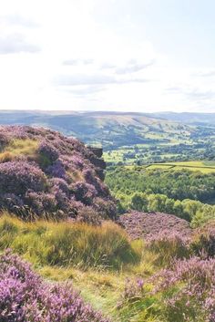 purple flowers growing on the side of a grassy hill with rolling hills in the background