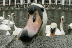 a group of white swans swimming on top of a lake next to a tall building