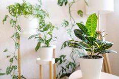 there is a plant in the pot on the table next to other plants and lamps