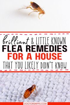 Flea Remedies for a House Home Made Flea Spray For Dogs, Flea Spray For House, Homemade Flea Spray, Flea Spray For Dogs, Fleas Home Remedies, Natural Flea Remedies, Dog Flea Remedies, Home Remedies For Fleas, Bug Bites Remedies