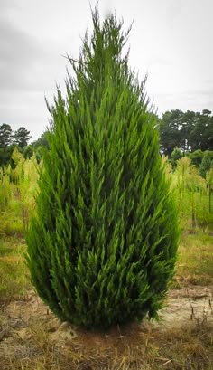 a very tall green tree sitting in the middle of a field