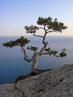 a lone pine tree on the edge of a cliff