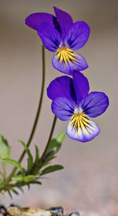 two purple flowers sitting on top of a rock