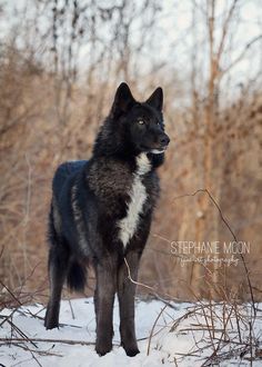 a black and white dog standing in the snow