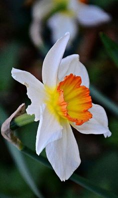 white and orange flower with green leaves in the background