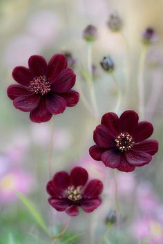 three dark red flowers with green stems in the background