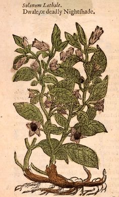 Apothecary Inspiration, Poison Garden, Deadly Nightshade, Traditional Witchcraft, Witch Garden, Magical Herbs, Poisonous Plants, The Dark Artifices, Botanical Illustrations