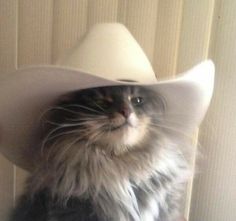 a cat wearing a white cowboy hat on top of it's head