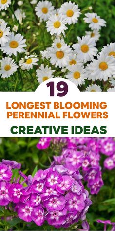 flowers with the title 19 longest blooming perennials creative ideas