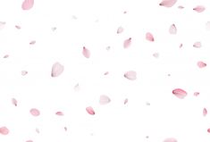 pink petals falling down into the air on a white background