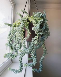 a plant hanging from the side of a window sill