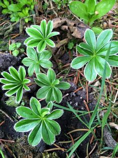 small green plants growing out of the ground next to some rocks and grass on the ground