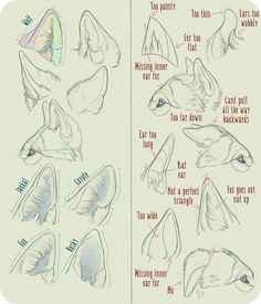 the instructions for how to draw a wolf's head