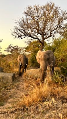 two elephants walking down a dirt path next to trees