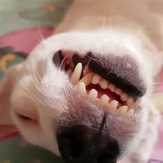 a dog with its mouth open and teeth missing