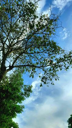 a bench under a tree on a sunny day with blue sky and clouds in the background