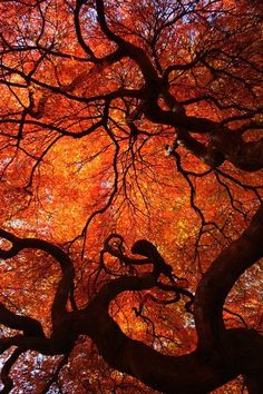 an orange tree with lots of leaves in the fall season, looking up at it's branches