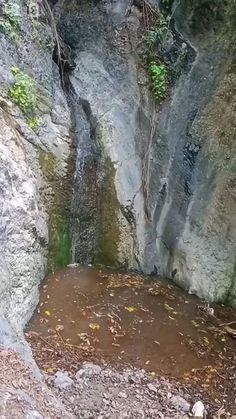 there is a bear that is standing in the water at the base of a cliff