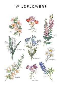 wildflowers and other flowers are shown in this illustration, with the words'wildflowers'above them