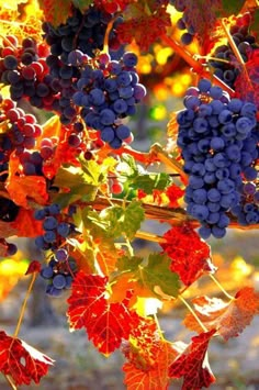 grapes are growing on the vine in an outdoor setting with autumn leaves and foliage around them