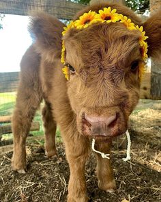 a baby cow wearing a flower crown on it's head