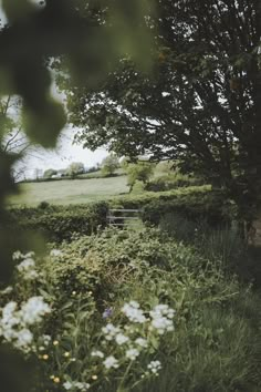 a bench sitting in the middle of a lush green field