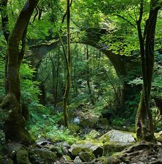 a stream running through a lush green forest filled with lots of trees and mossy rocks