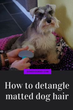 a small dog sitting on top of a bed next to a person holding a brush