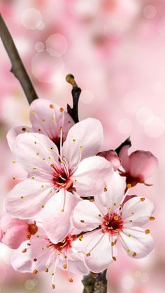 pink flowers are blooming on a branch in front of blurry background with boke