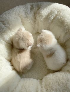 two small kittens cuddle together in a fluffy ball on a blanketed surface