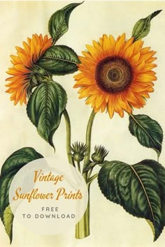 an antique sunflower print is shown with the words vintage sunflower prints free to download